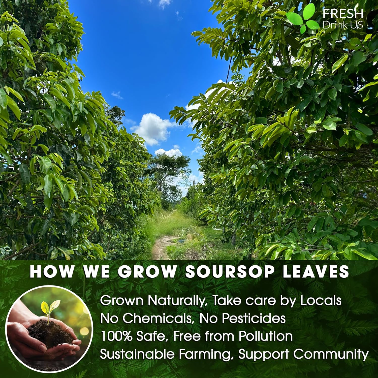 Premium Soursop Leaves Tea bags, Dried Soursop Leaves, Soursop Leaf Powder, Guanabana Leaves Tea, Hoja Guanabana Tea