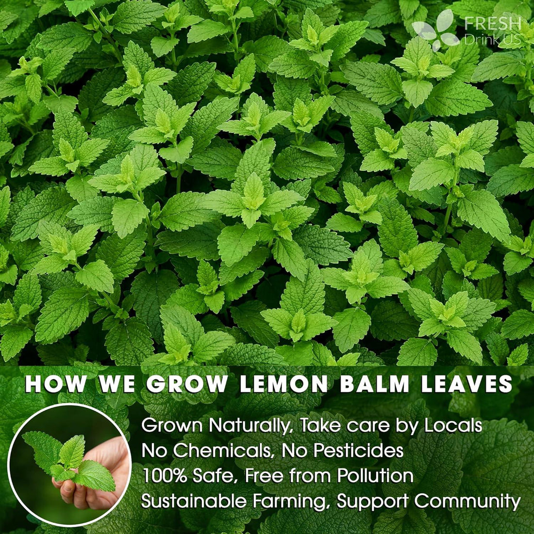 Premium Lemon Balm Leaf Tea Bags, 100% Natural & Pure from Lemon Balm Leaves. Loose Leaf Lemon Balm Herbal Tea. Lemon Balm Leaf Tea. No Sugar, No Caffeine, No Gluten, Vegan. - FreshDrinkUS - Natural and Premium Herbal Tea