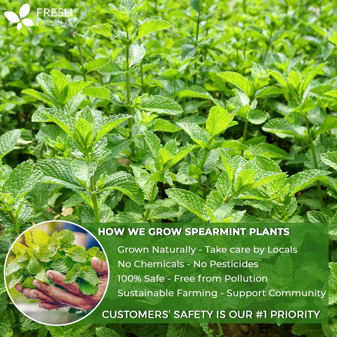 Spearmint Tea Bags, 100% Natural & Pure Spearmint Leaves. Loose Leaf Spearmint Herbal Tea. Spearmint Leaf Tea. No Sugar, No Caffeine, No Gluten, Vegan. - FreshDrinkUS - Natural and Premium Herbal Tea