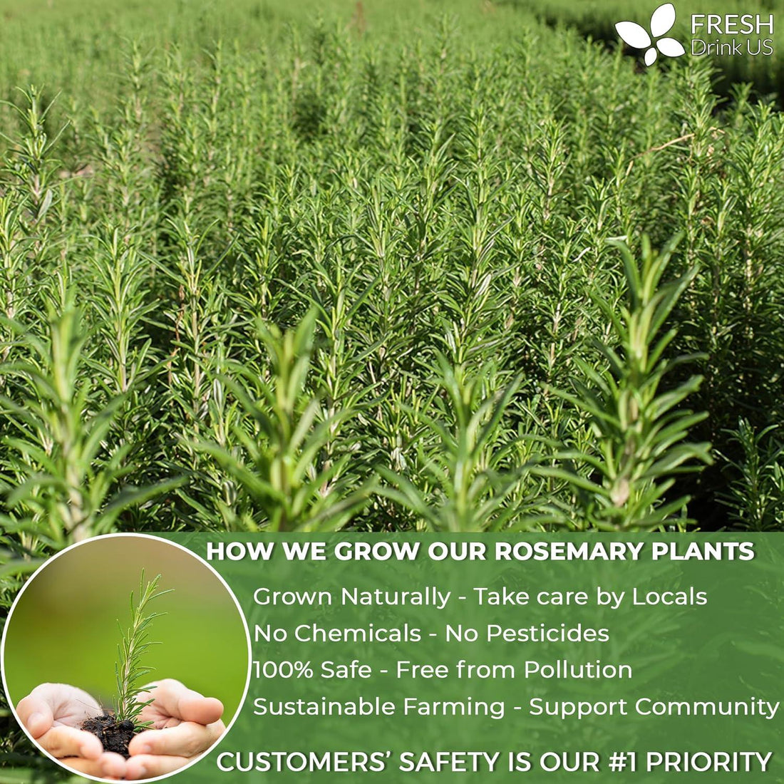 Premium Rosemary Leaves, Tea Bags, Powder, 100% Natural & Pure from Dried Rosemary Leaves, No Additives, No Caffeine, Vegan. Dried Rosemary Herb, Perfect for Seasoning, Spice Blends for Grilling & Cooking - FreshDrinkUS - Natural and Premium Herbal Tea