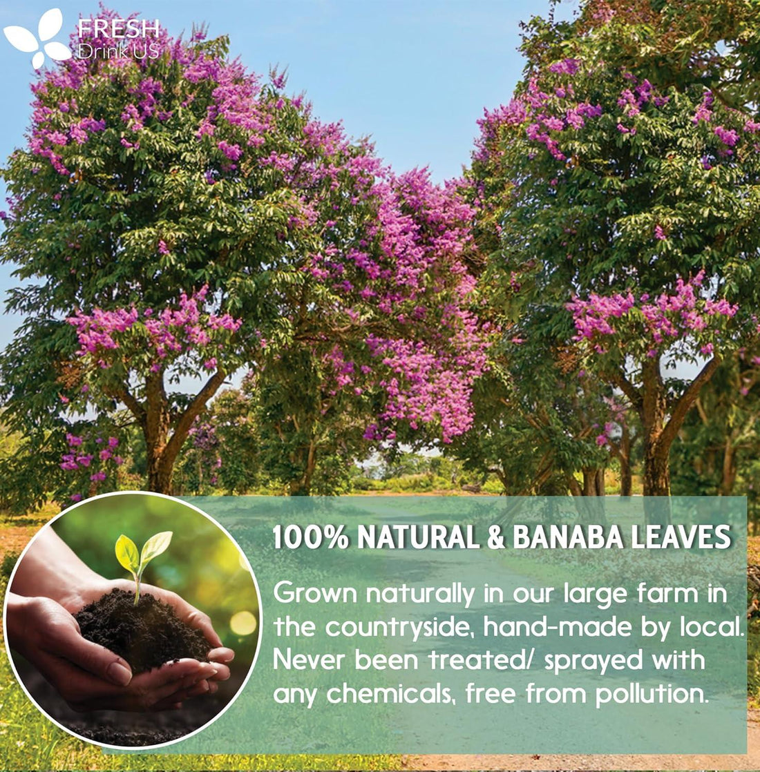 Natural Banaba Dried Leaves, Tea Bags, Powder, Whole Banaba Leaves, 100% Pure Dried Banaba Leaves, Banaba Leaf Tea, No Additives, No Caffeine, Vegan - FreshDrinkUS - Natural and Premium Herbal Tea
