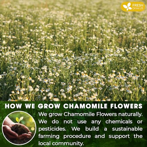 FreshDrinkUS Digestive Calm Night Blend, Chamomile Flower & Ginger Root Herbal Tea Bags, 100% Natural & Pure Flowers and Roots, Eco-Conscious Tea Bags, No Sugar, No Caffeine, No Gluten, Vegan – Herbal Beverage