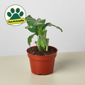 Calathea 'Orbifolia' - 4