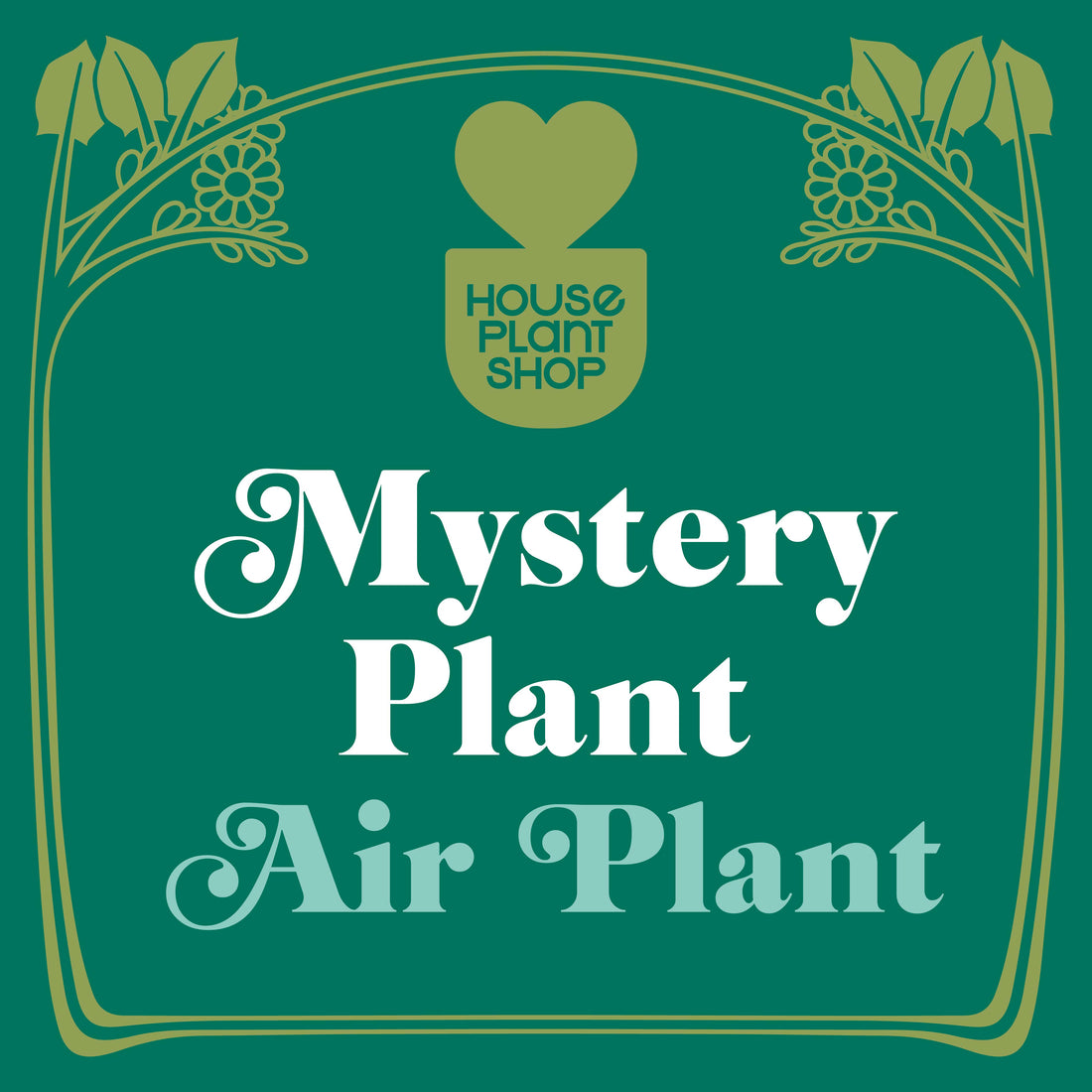Mystery Air Plant - House Plant Shop